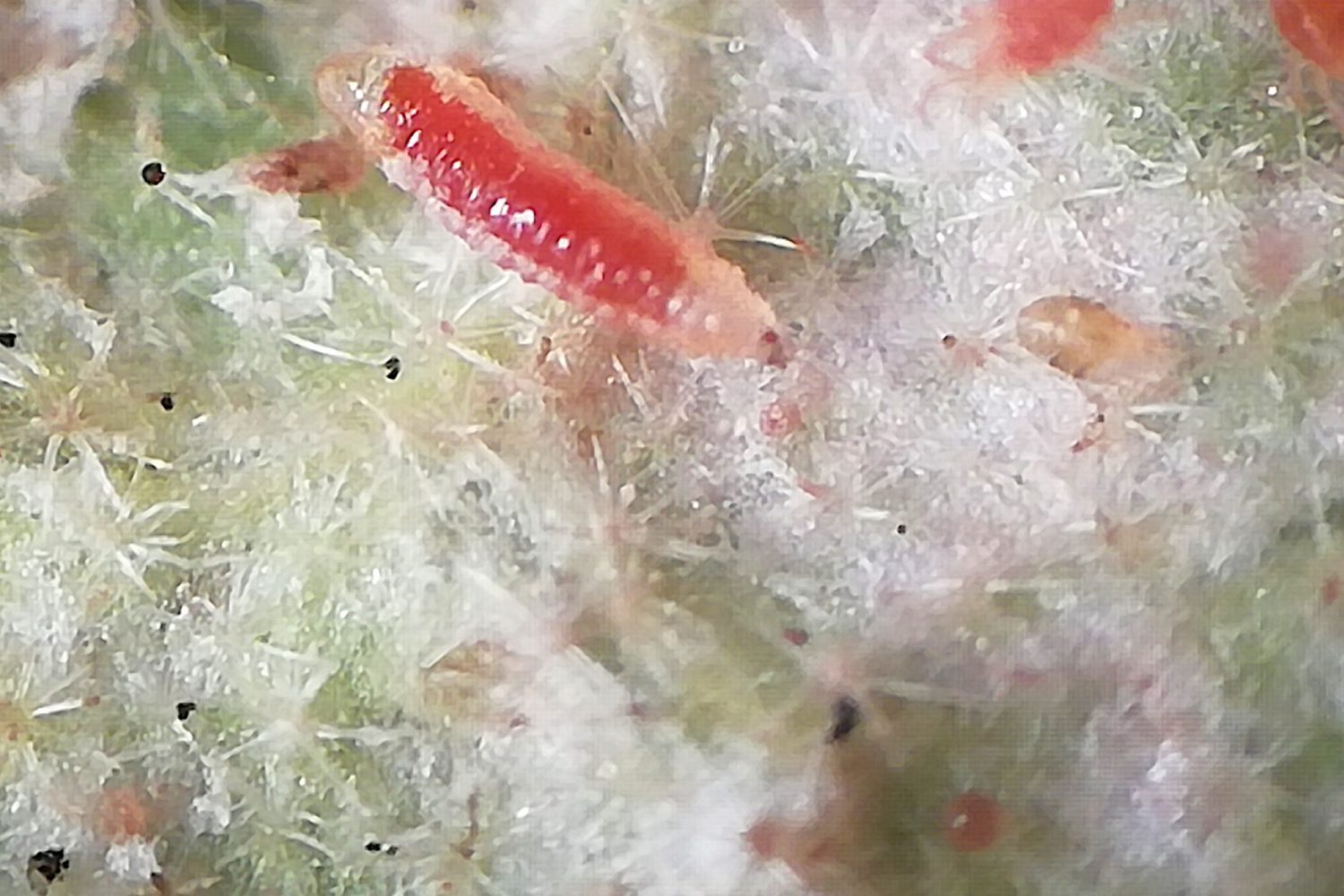 La Biodiversidad como respuesta a las plagas