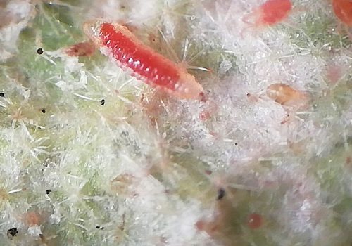 La Biodiversidad como respuesta a las plagas